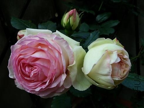 20130512_071852.jpg