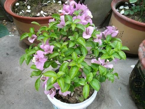 20130522_070306.jpg