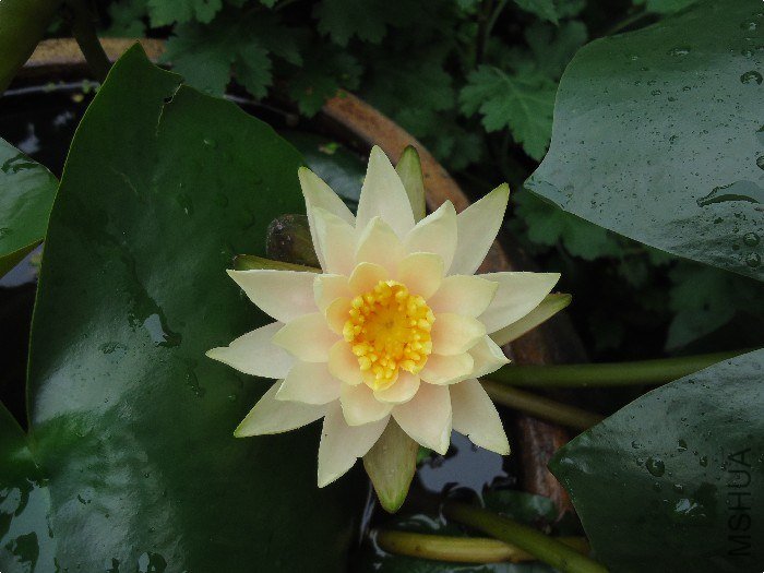DSC01416.jpg