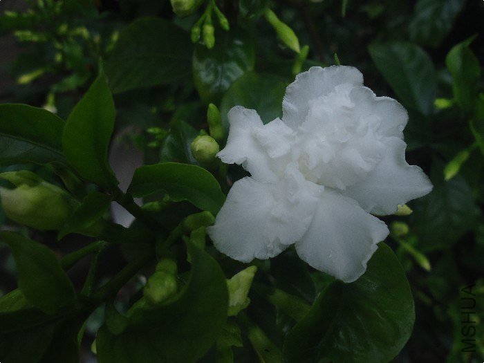 DSC01436.jpg