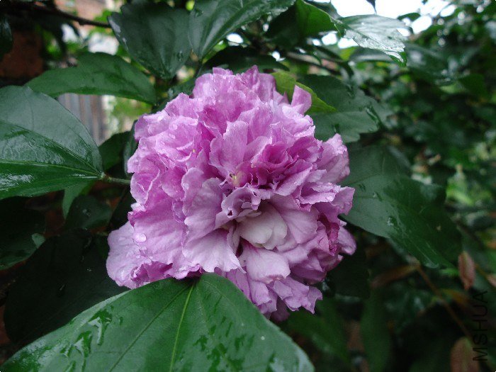 DSC01492.jpg