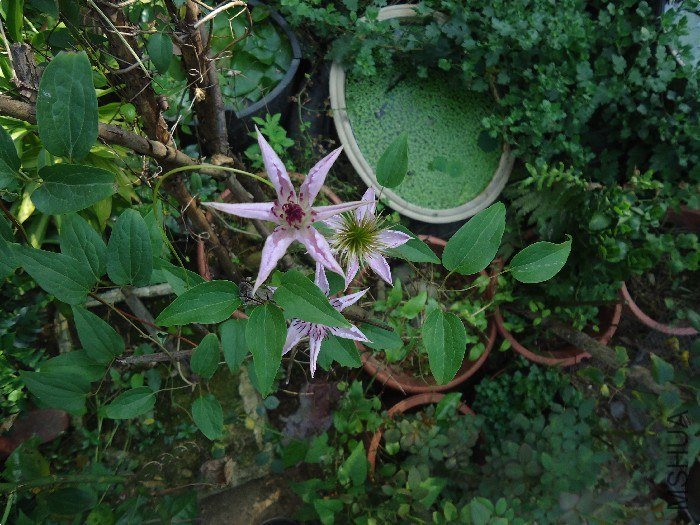 DSC01522.jpg