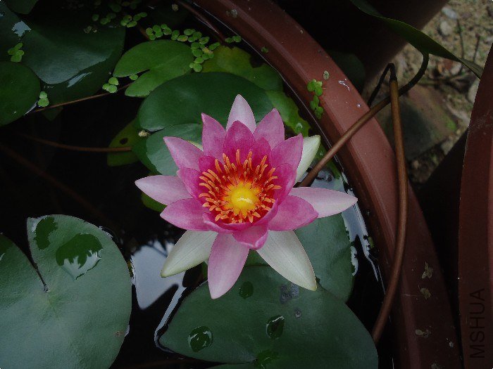 DSC01529.jpg