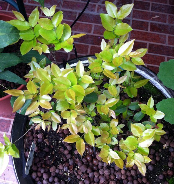�α���20130606.jpg
