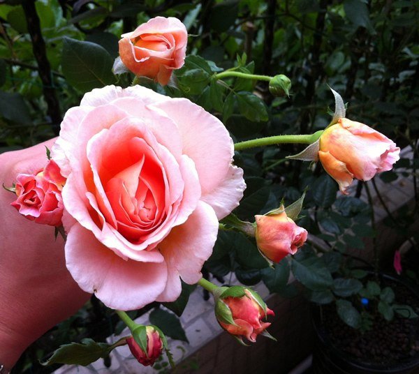 �ǲ�����20130606B.jpg