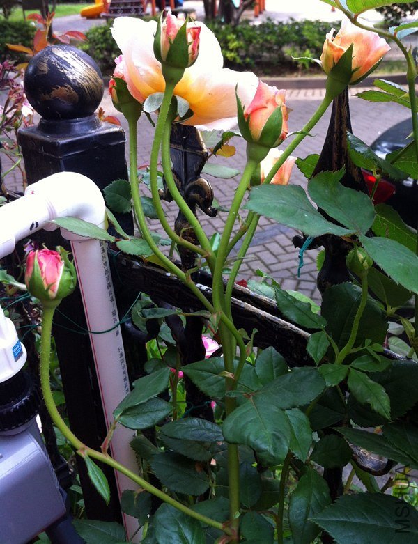 �ǲ�����20130606C.jpg