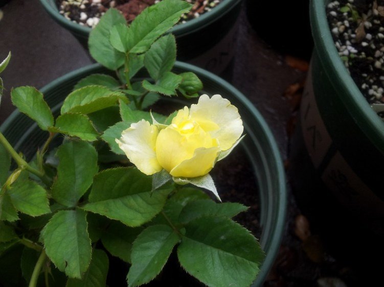 20130606_125347.jpg