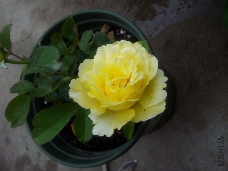 20130606_125252.jpg