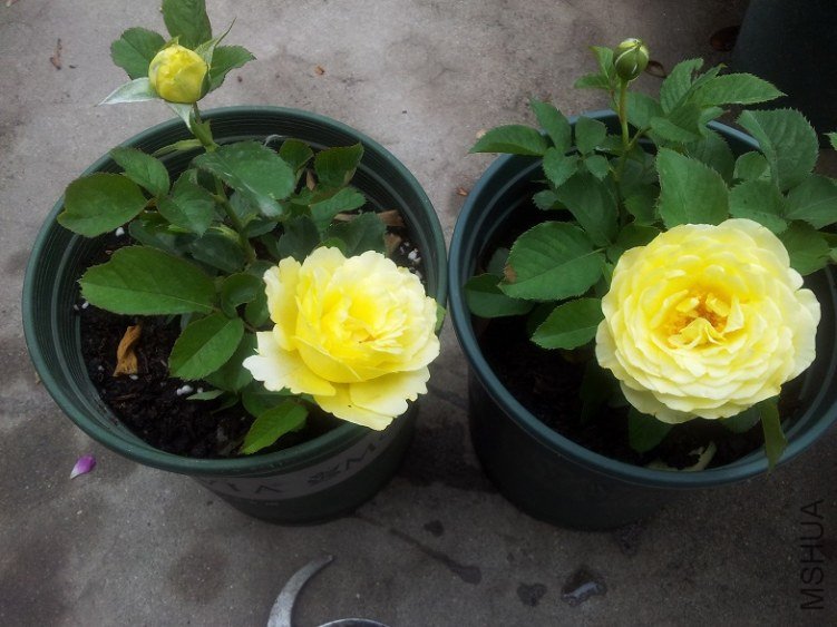 20130606_125309.jpg
