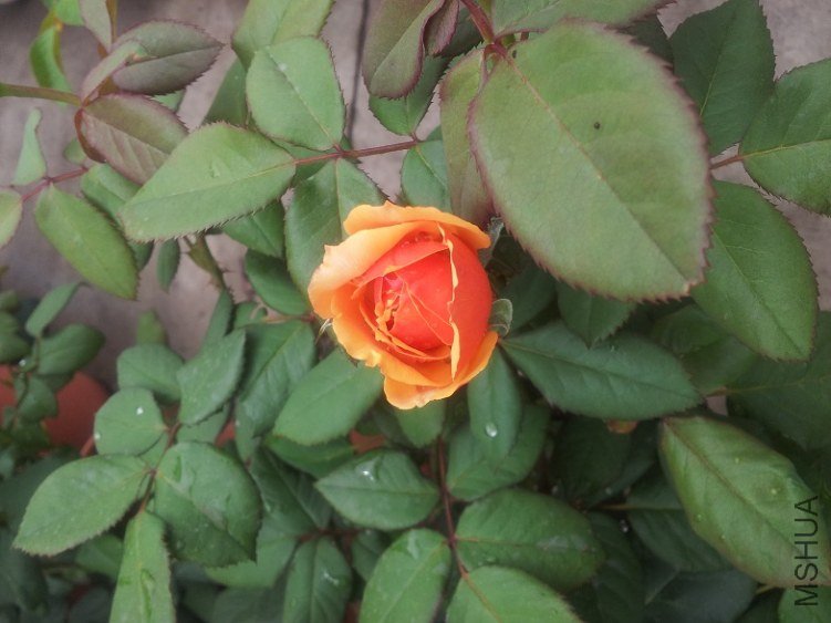 20130606_122110.jpg
