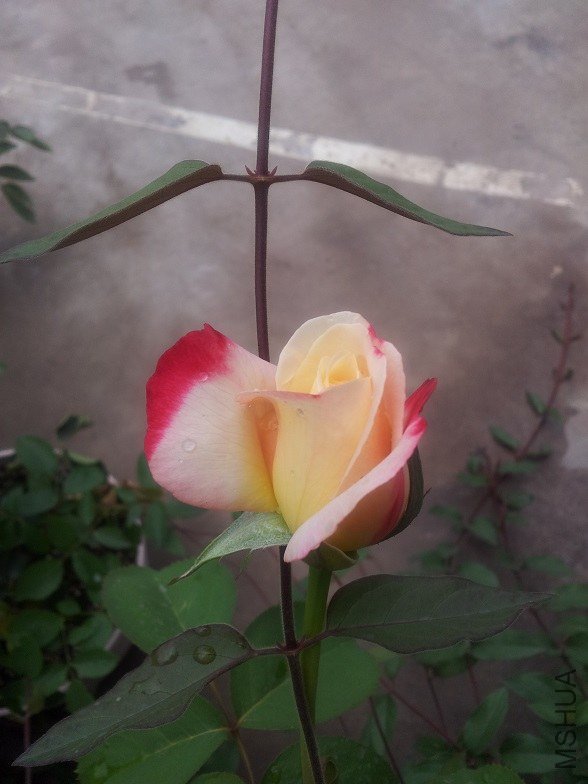 20130606_122028.jpg