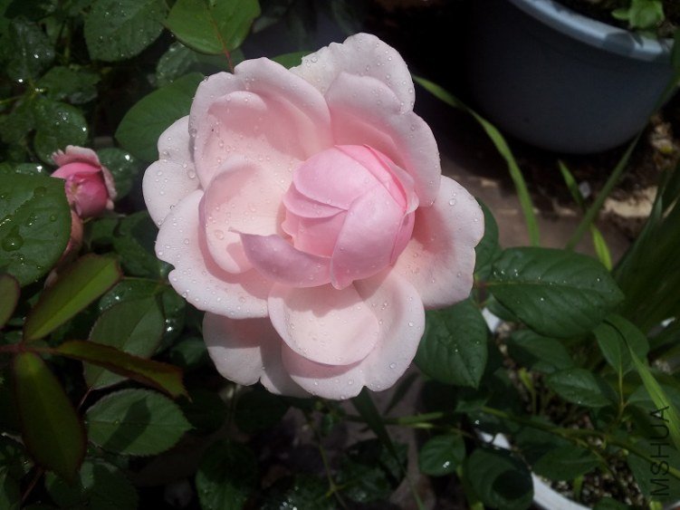 20130606_132510.jpg