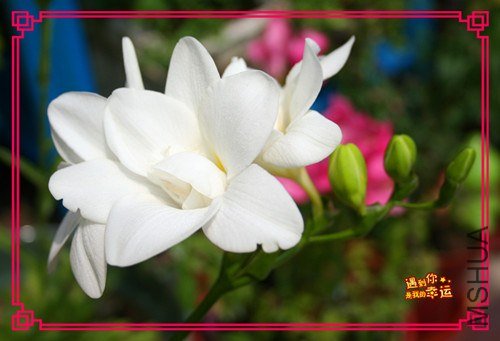 ��Ƭ 065_����.jpg