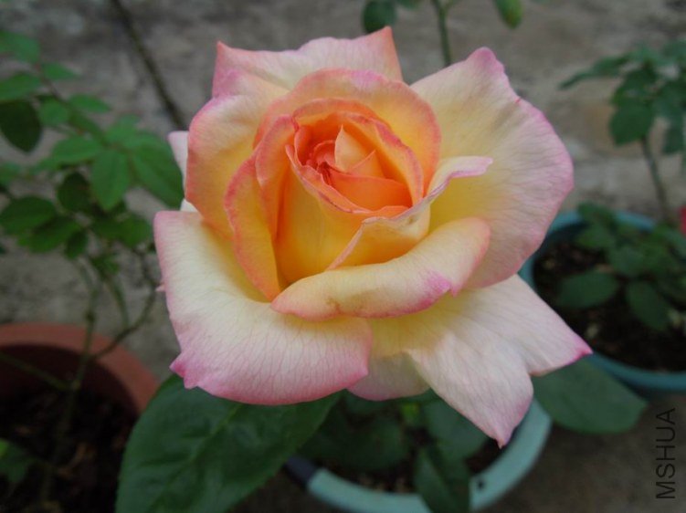 ������С DSCN5383.jpg