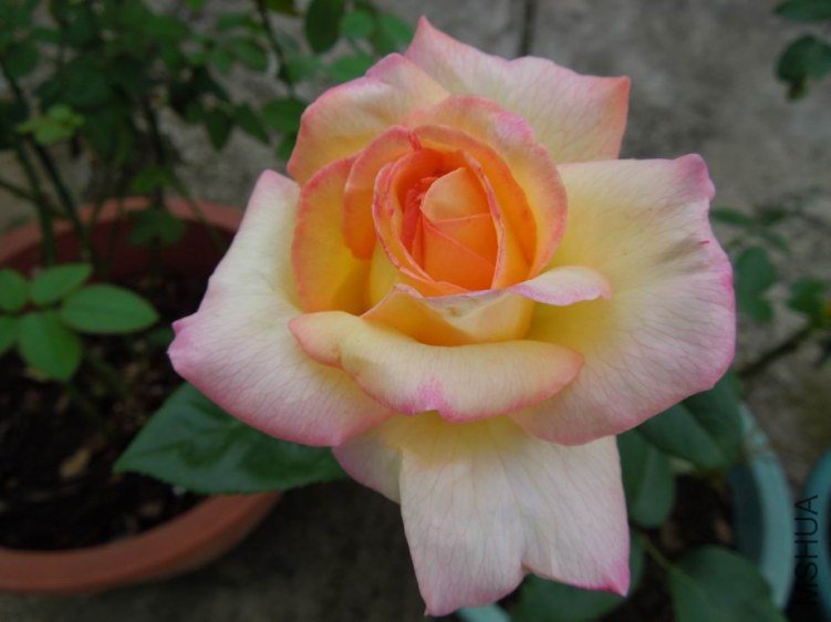 ������С DSCN5384.jpg