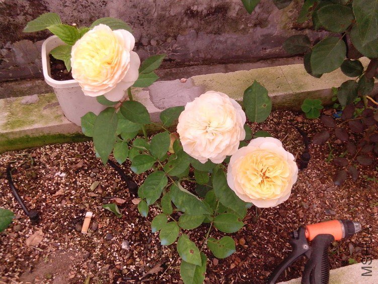 IMG_20130606_125210.jpg