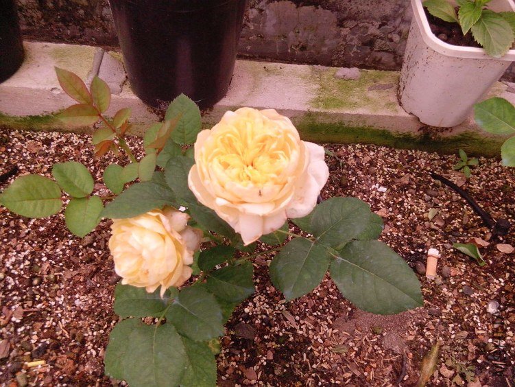 IMG_20130606_125214.jpg