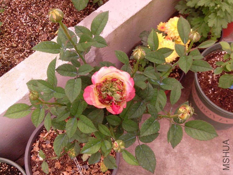 IMG_20130606_125248.jpg