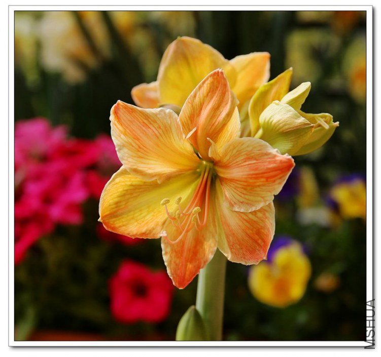 ������� ����1.jpg