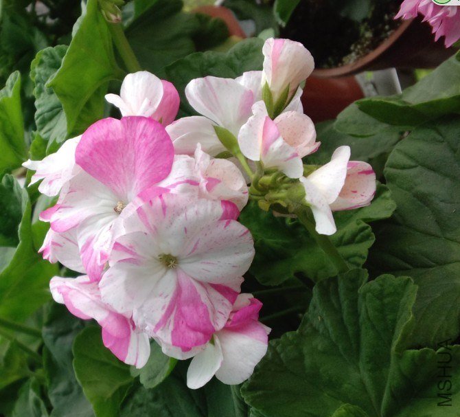 QQͼƬ20130607121017.jpg