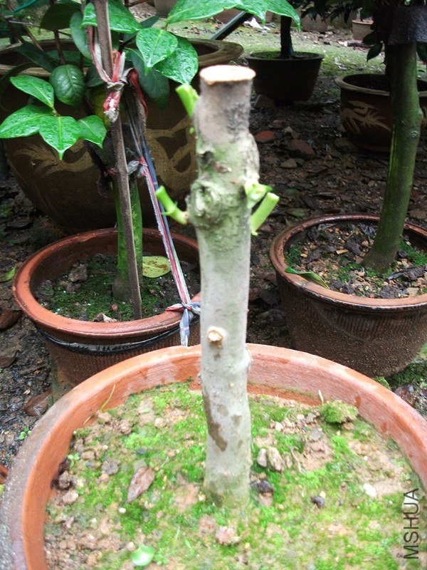 DSCF6426_����.jpg
