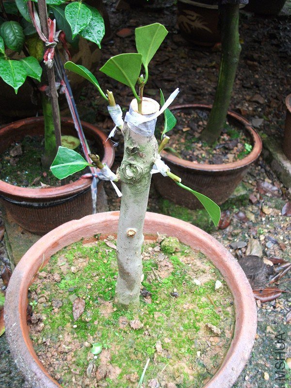 DSCF6430_����.jpg