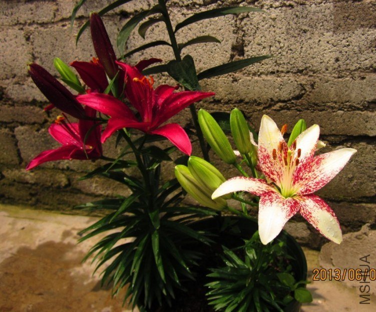 QQͼƬ20130607140014.jpg