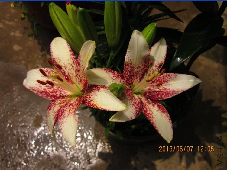QQͼƬ20130607140023.jpg