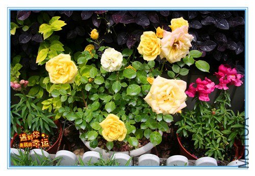 ��Ƭ 011_����.jpg