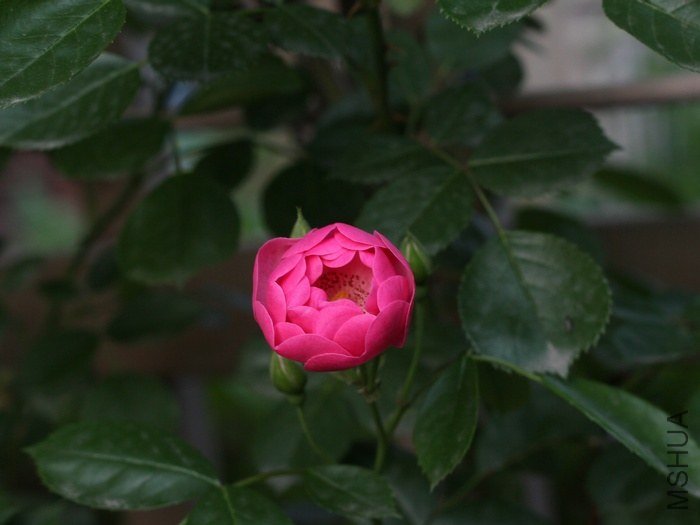IMG_8438.JPG
