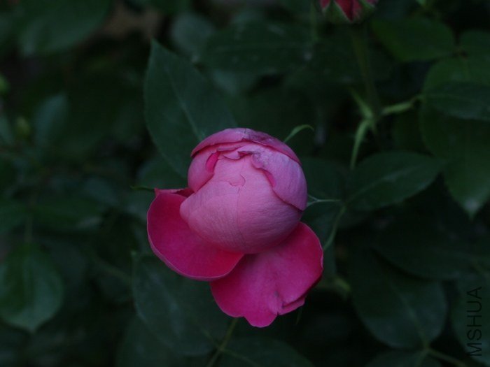 IMG_8442.JPG