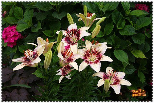 ��Ƭ 008_����.jpg