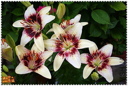 ��Ƭ 009_����.jpg