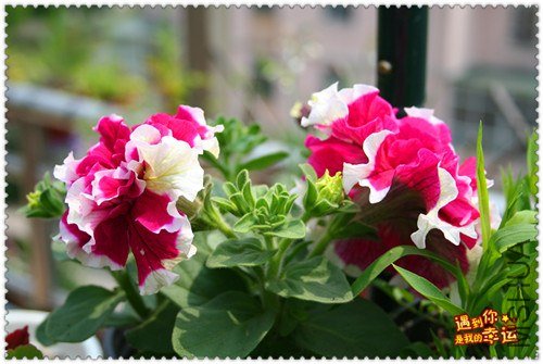 ��Ƭ 097_����.jpg