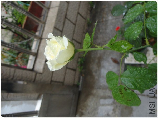 DSC05283.jpg