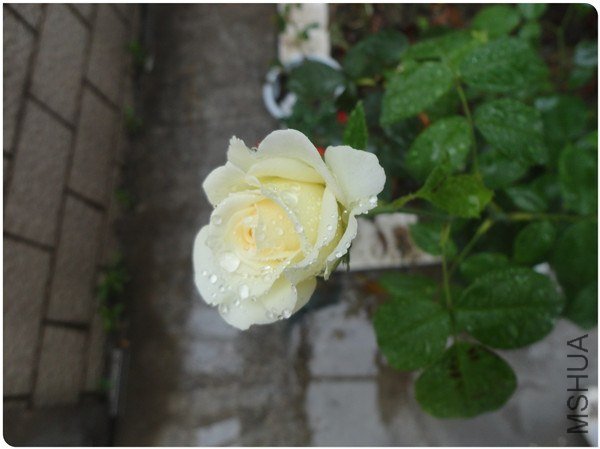 DSC05284.jpg