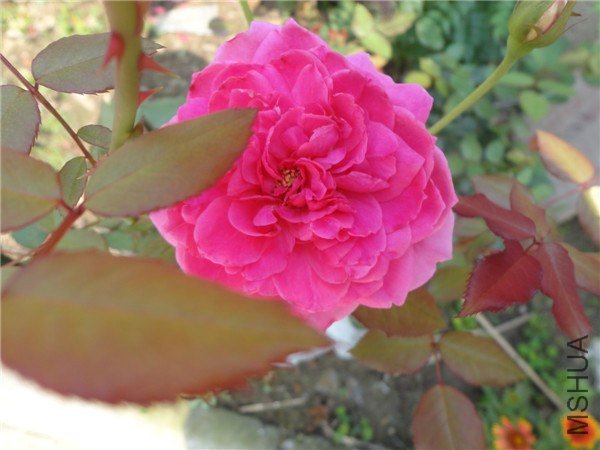 DSC05227.jpg