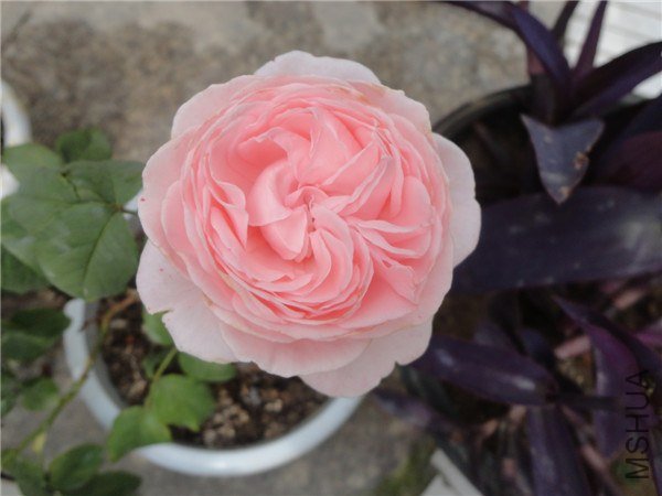 DSC05252.jpg