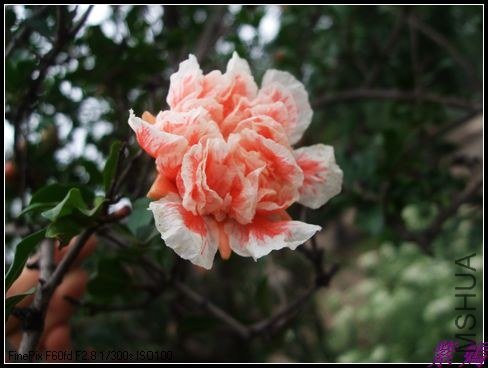 DSCF3929.jpg