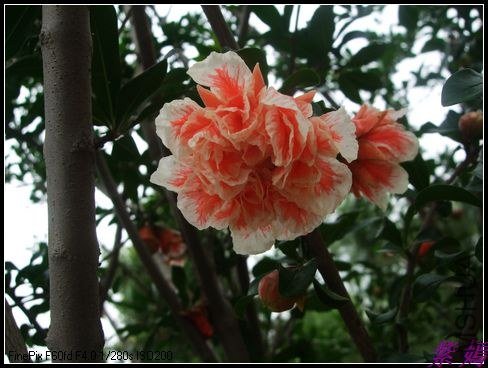 DSCF3927.jpg