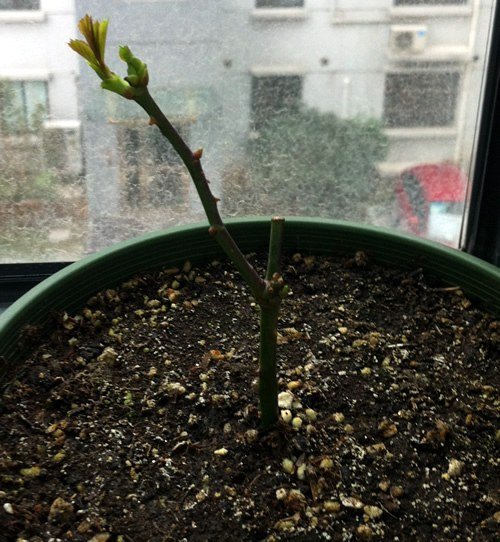 �����20130106.jpg