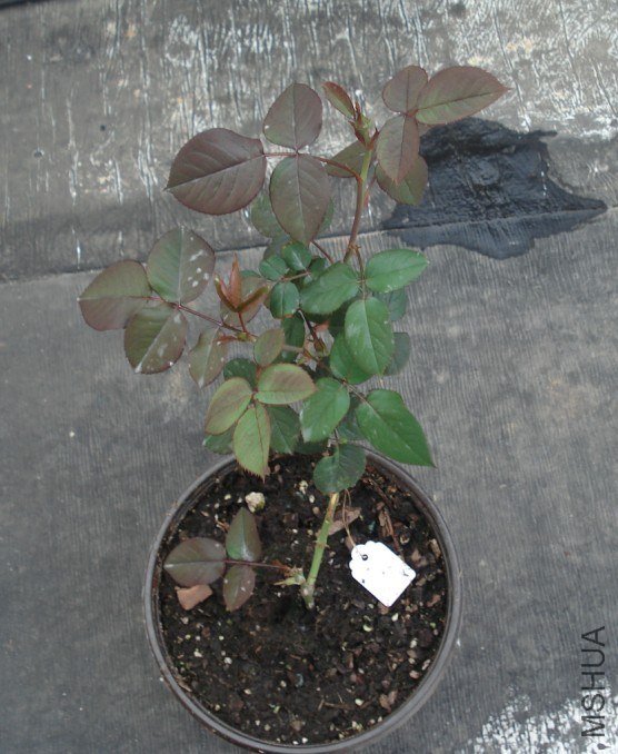 QQͼƬ20130608173622.jpg