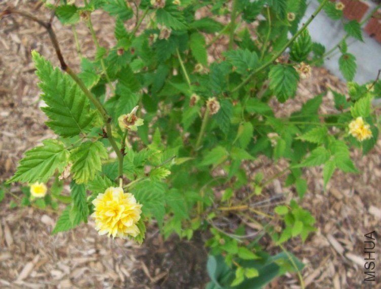 springroses 029.JPG