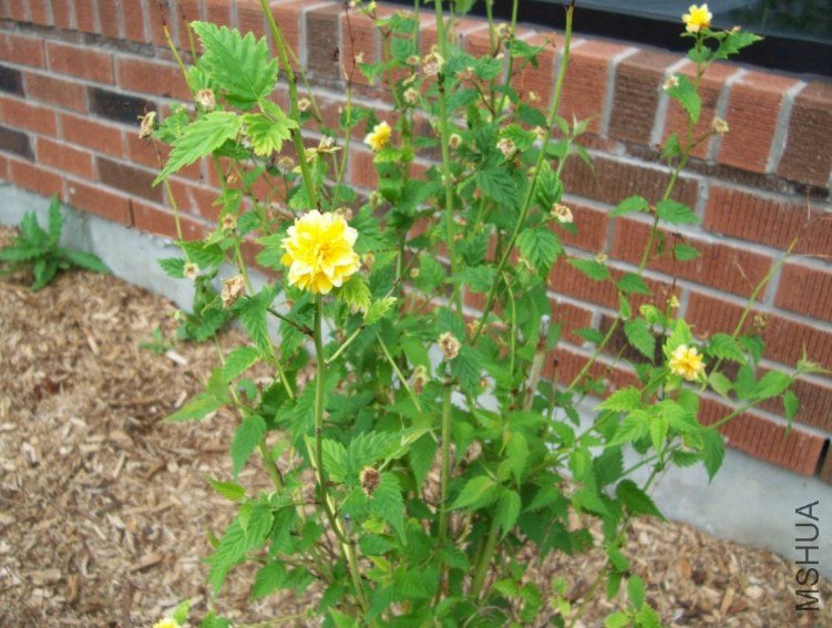 springroses 038.JPG
