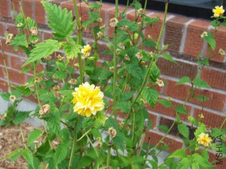 springroses 043.JPG