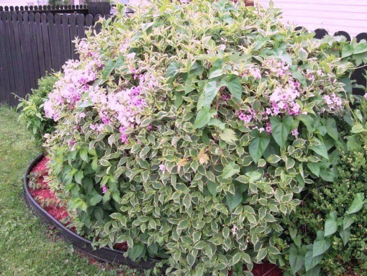 springroses 004.JPG