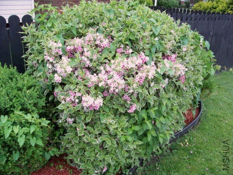 springroses 010.JPG
