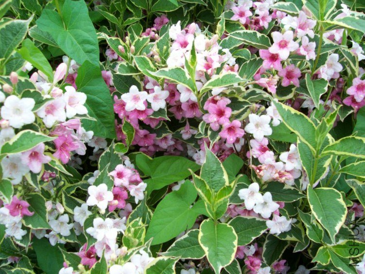 springroses 031.JPG