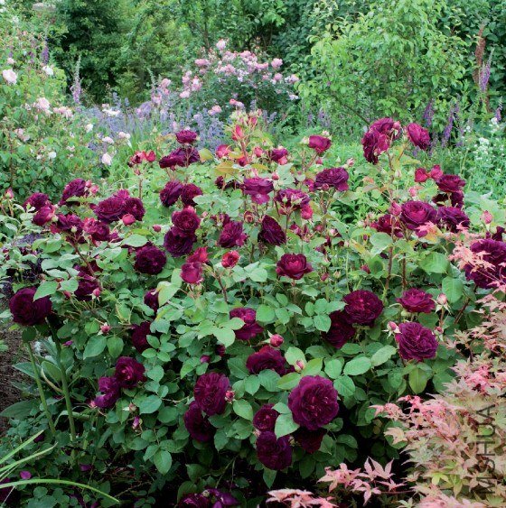 munstead wood 3.jpg