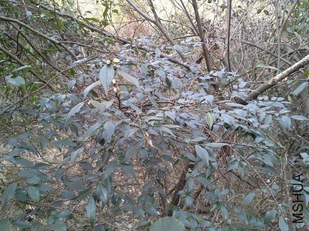 ԭ��������